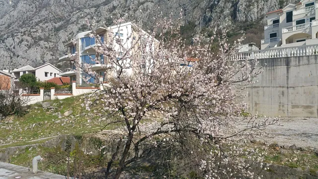 House for sale with a large plot in Dobrota, — photo 45